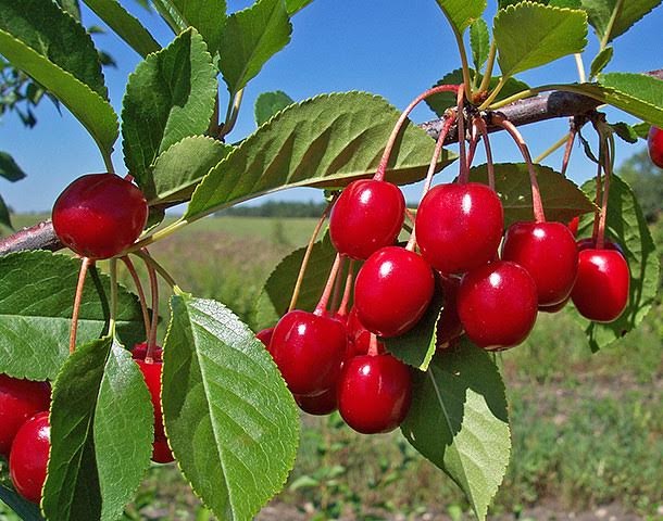 How to Grow Healthy Fruit Trees