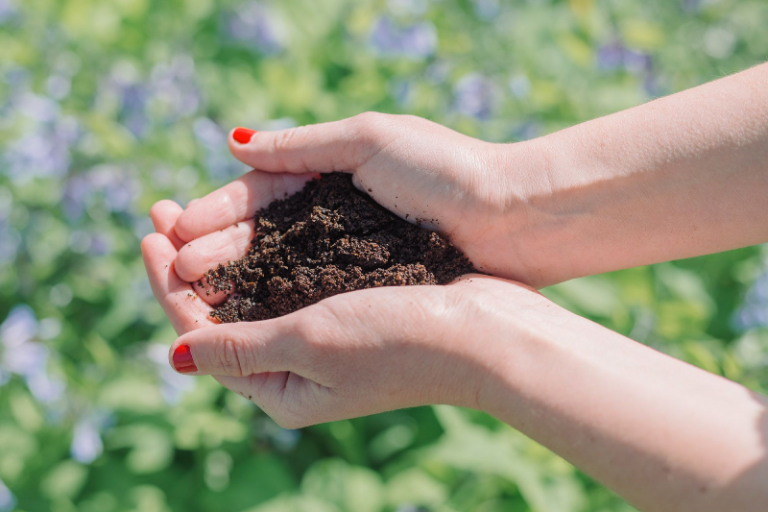 How to Use Coffee Grounds as a Natural Fertilizer