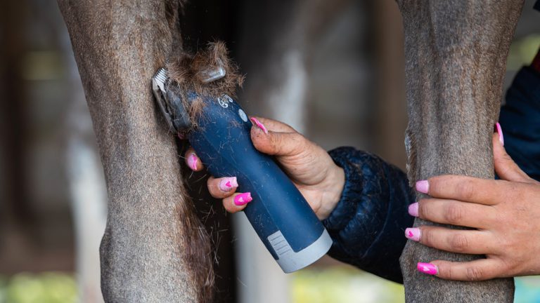Horse Clippers: How To Find A Comfortable And Machine-Easy Solution