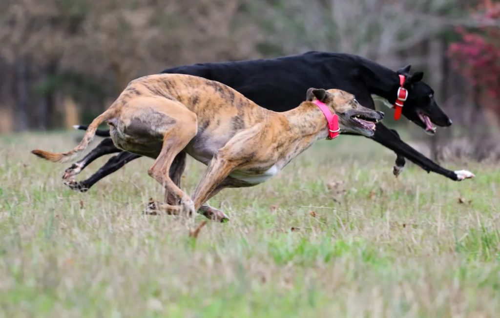 Why You Should Try Greyhounds Betting Exchange Green Live