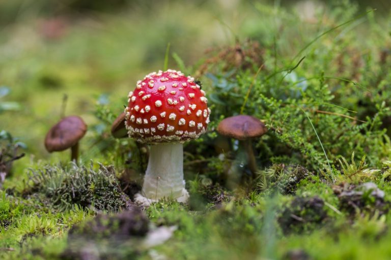 Exploring the Different Ways in Which Fly Agaric Can Be Consumed, Including Traditional and Modern Methods