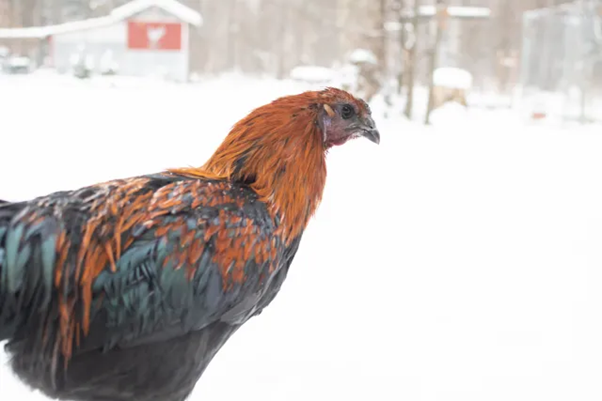 Winter Warriors: How Chickens Conquer the Snow