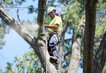 When is the Best Time to Trim/Prune Trees in LA?