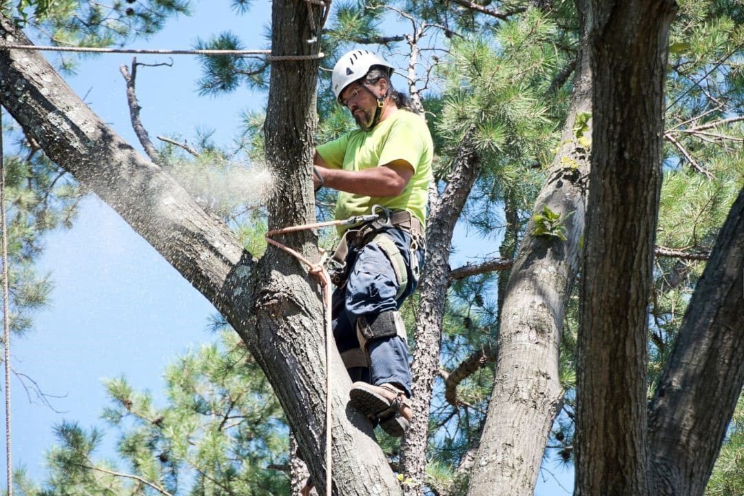 When is the Best Time to Trim/Prune Trees in LA?