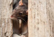 Expert Pest Identification